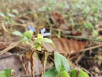 荒地