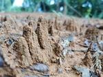 泥沙