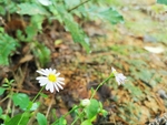小野菊