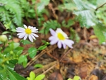 小野菊