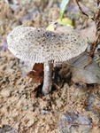 毒蘑菇