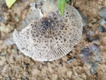 毒蘑菇
