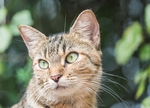 家猫
