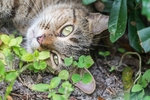 家猫