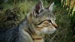 家猫