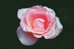 玫瑰花