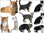 猫png免扣高清素材