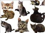 猫png免扣高清素材