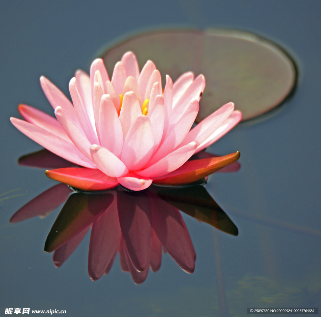 红莲花