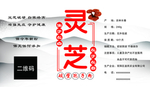 灵芝不干胶贴