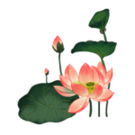 荷花