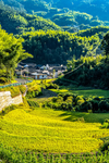 稻田
