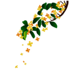 桂花