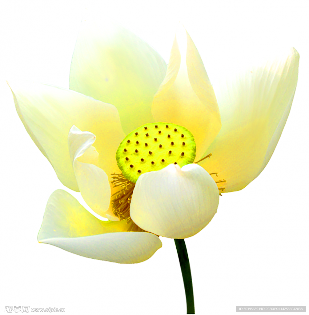 浪漫素材