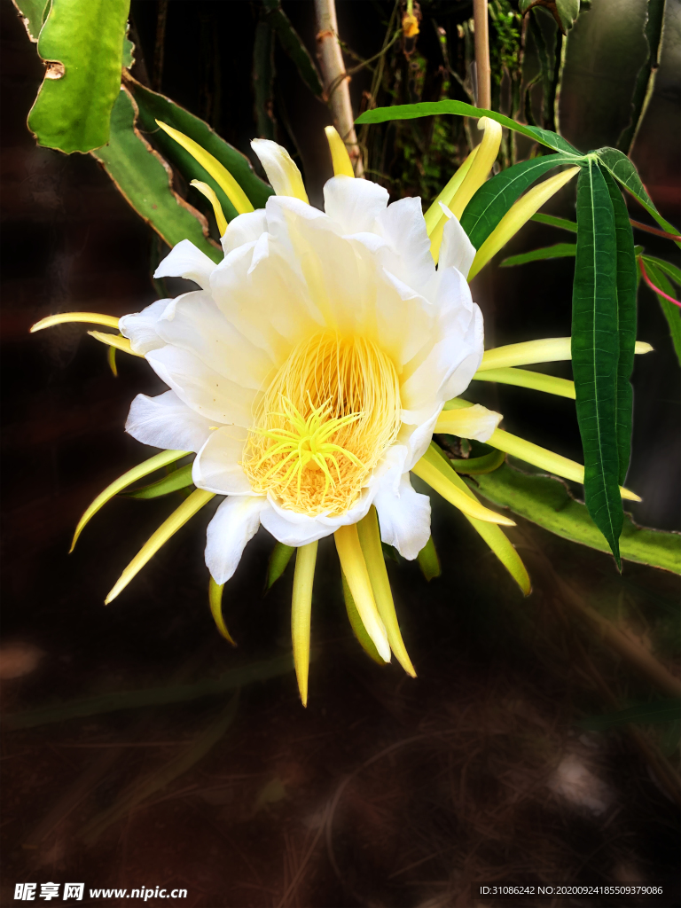 火龙果花