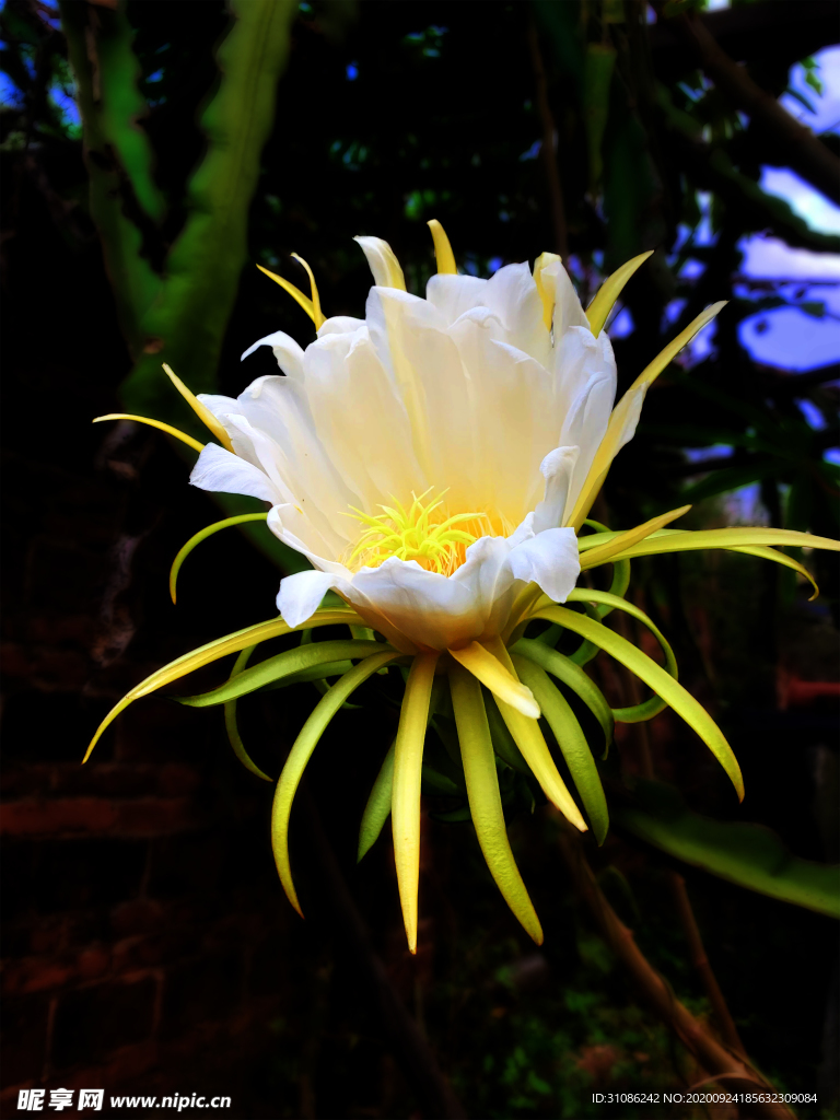 火龙果花