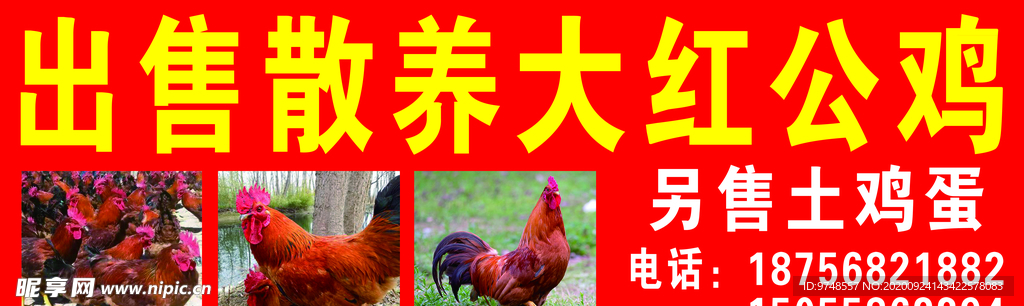 大公鸡