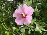 木槿花与蜂