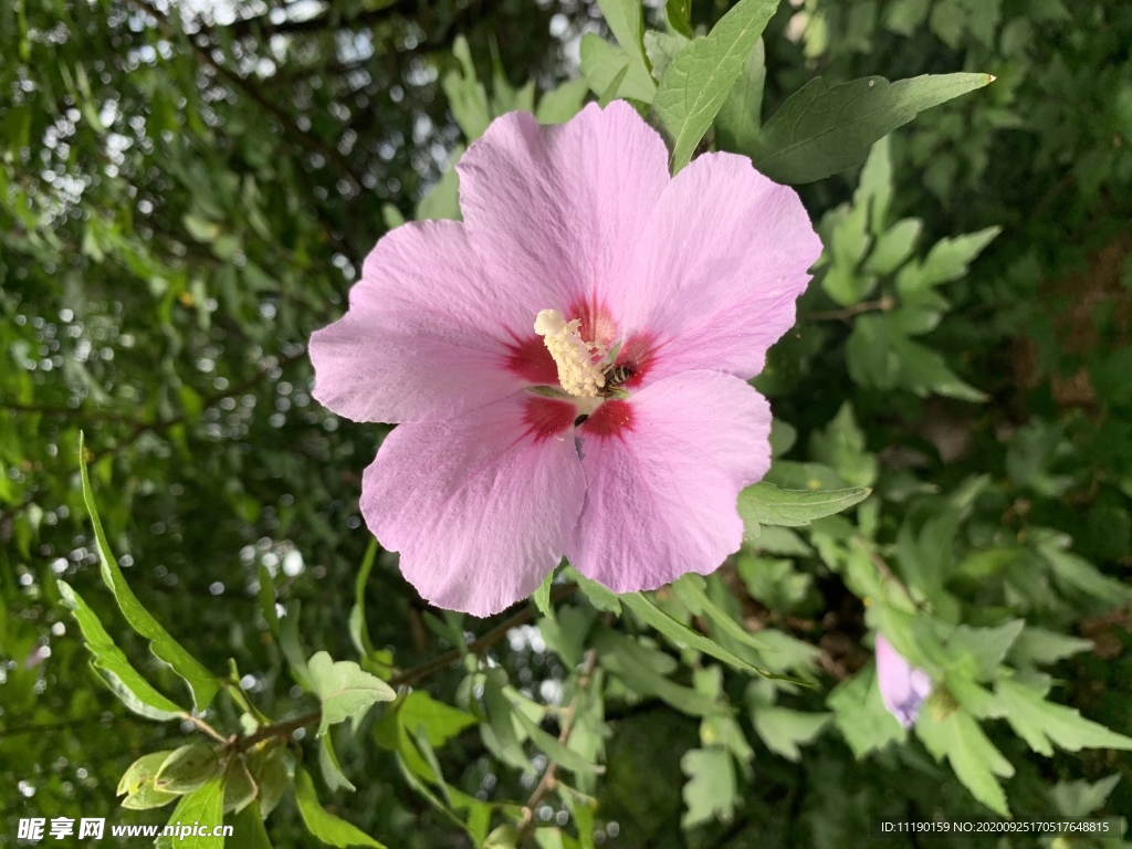 木槿花与蜂