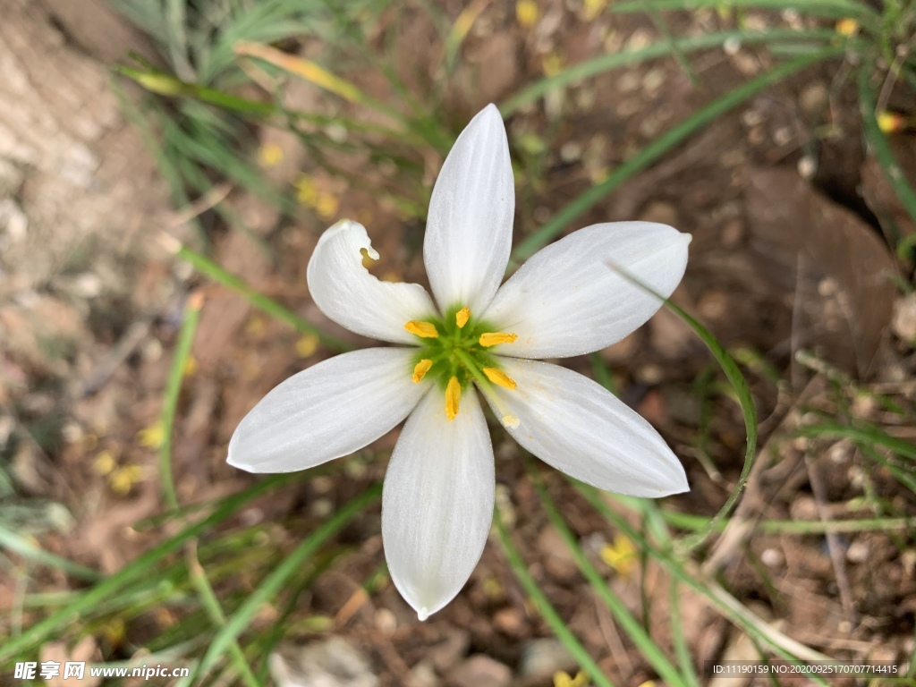 大朵葱兰花