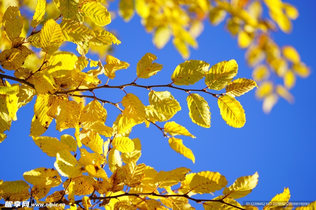 秋季金黄的山毛榉树叶