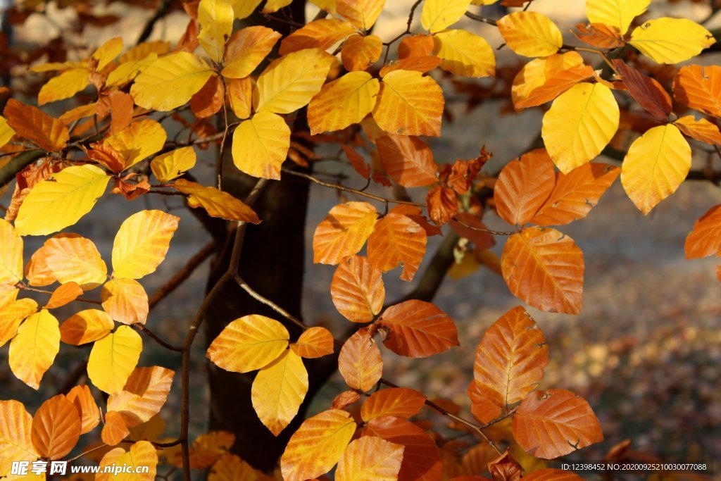 秋季金黄的山毛榉树叶