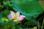 莲花