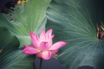 莲花