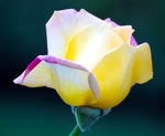 玫瑰花