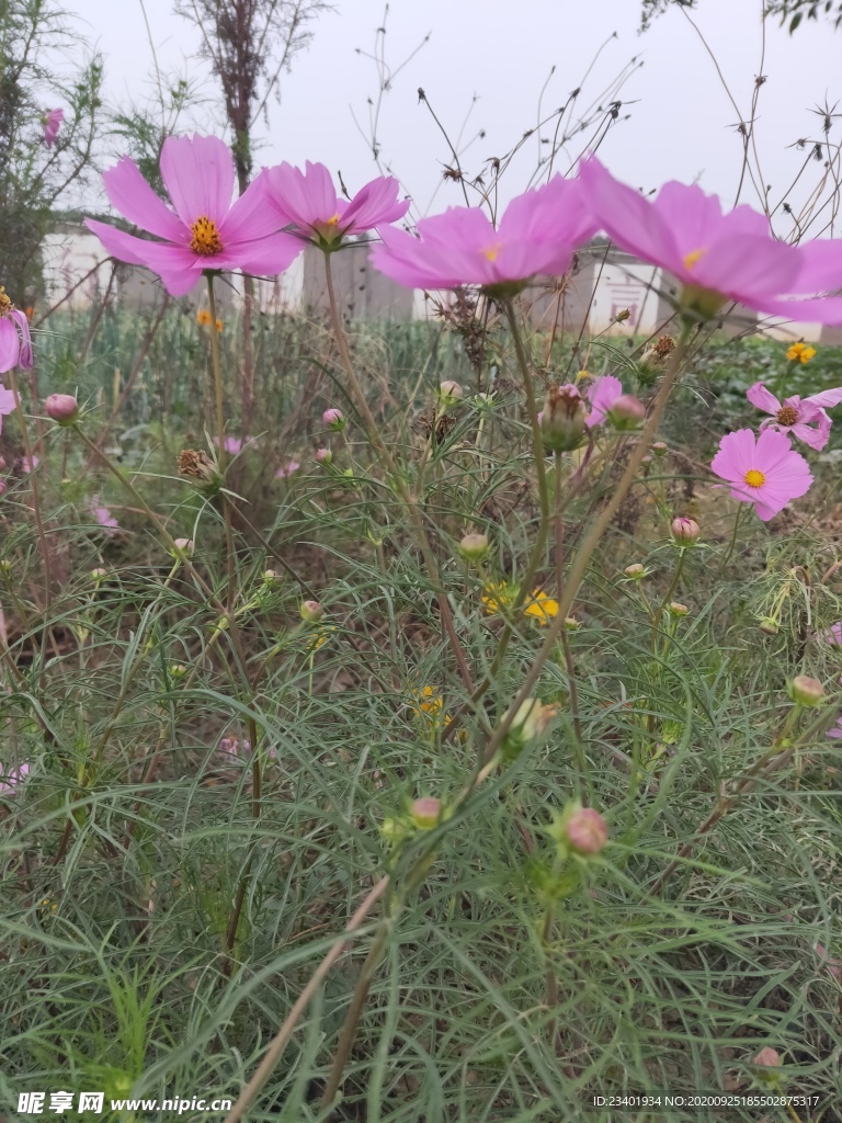 粉色  美丽 格桑花