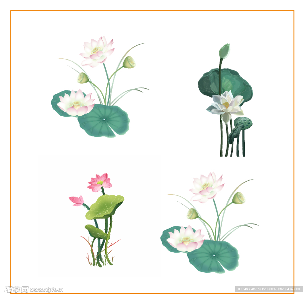 荷花 荷叶 素材