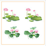 荷花 荷叶