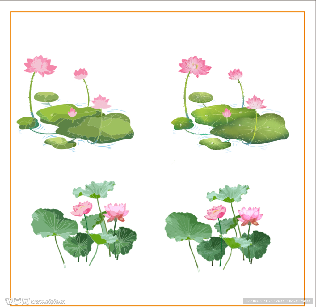 荷花 荷叶