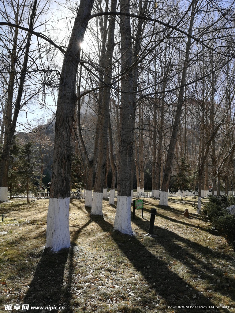 树木森林风景