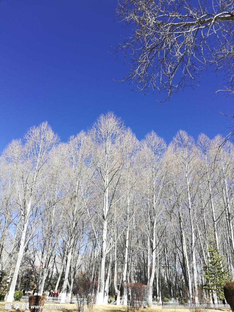 树林树干风景