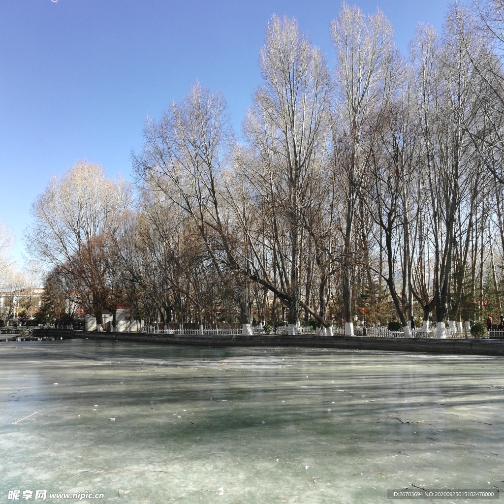 冰冻的湖泊树林风景