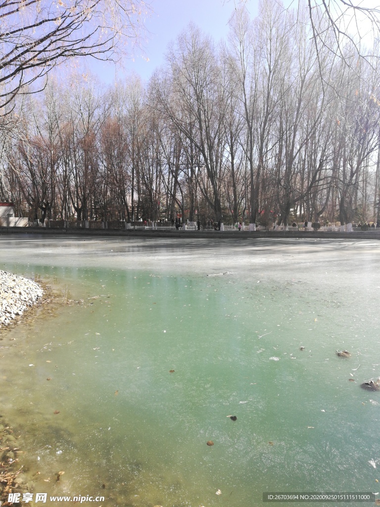 冬天湖泊古树林风景