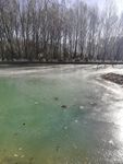 树林湖泊风光图片