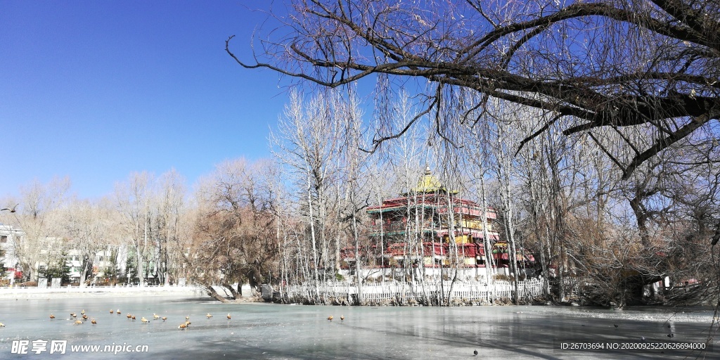 古树湖泊古建筑冬天风景