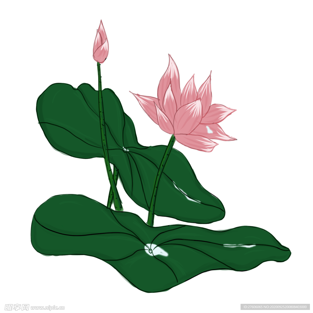 莲花