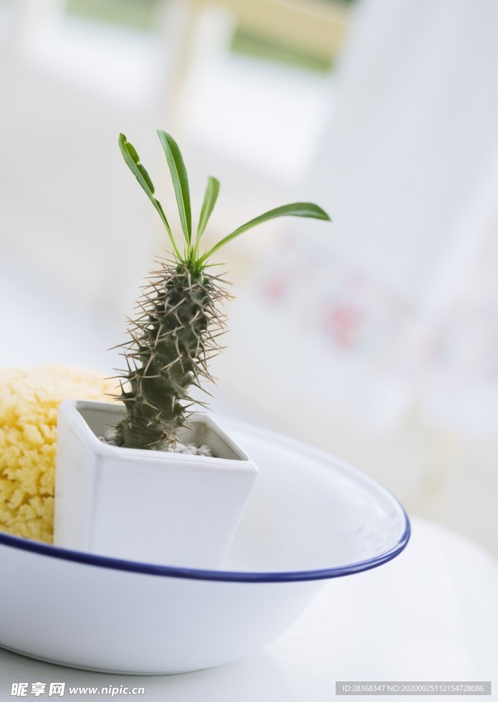 室内花草