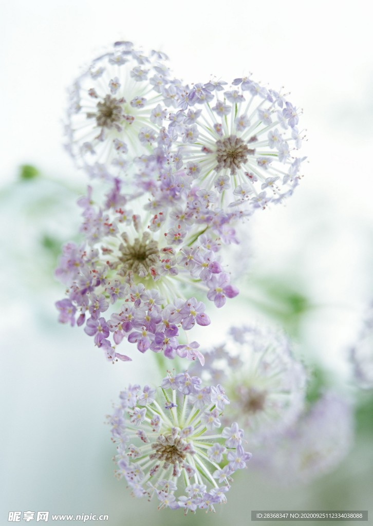 室内花草