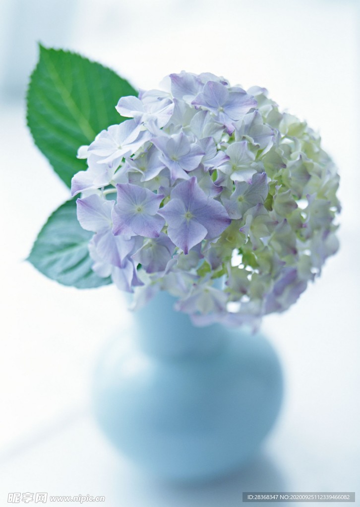 室内花草