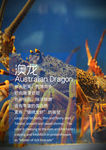 澳龙
