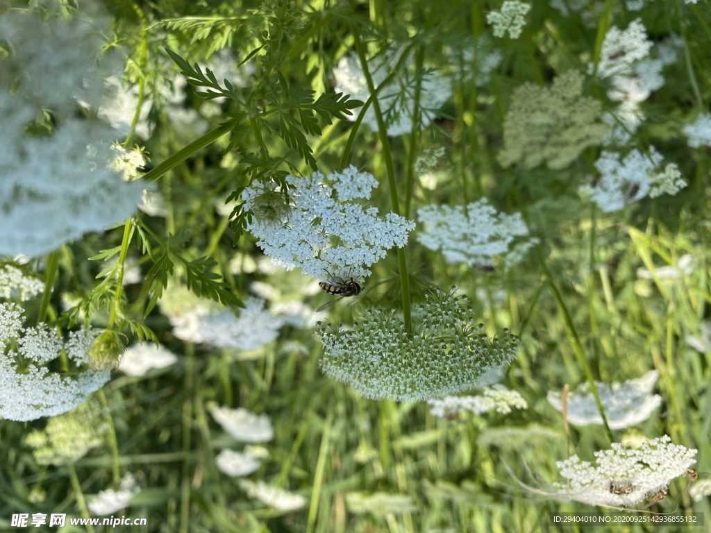 蜜蜂