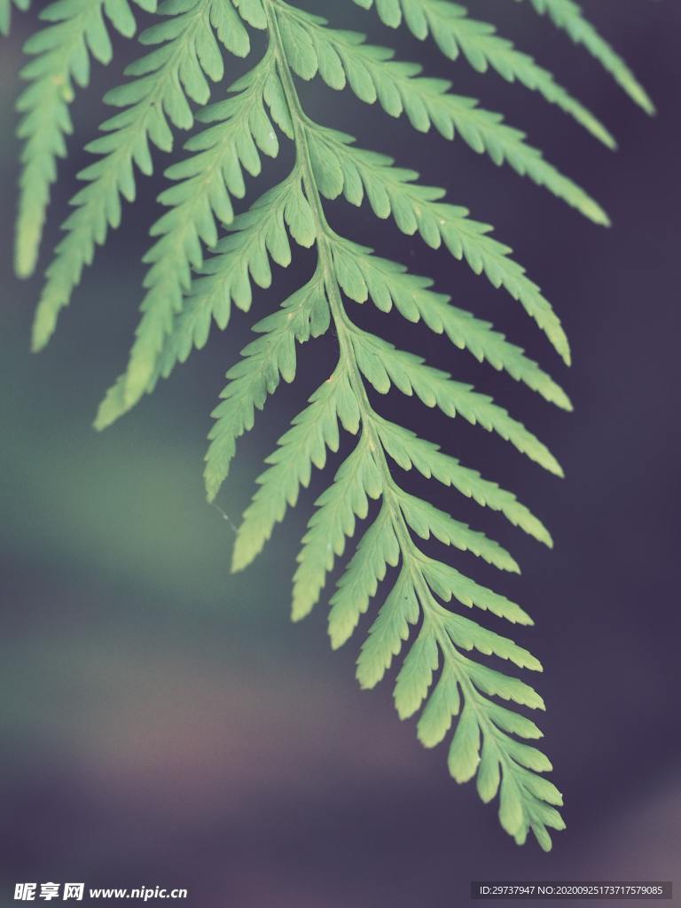 绿植植物