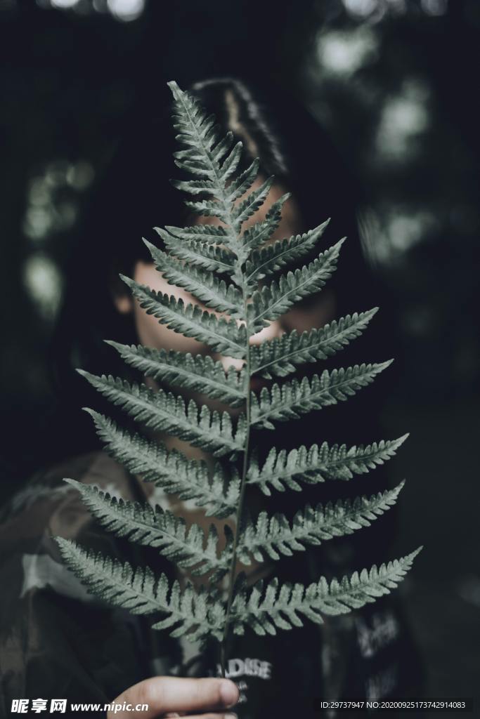 绿色植物