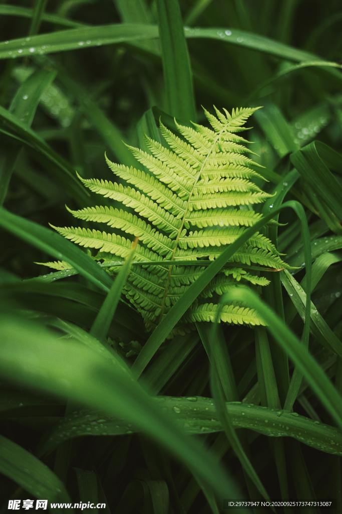 绿色植物