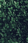 绿色植物