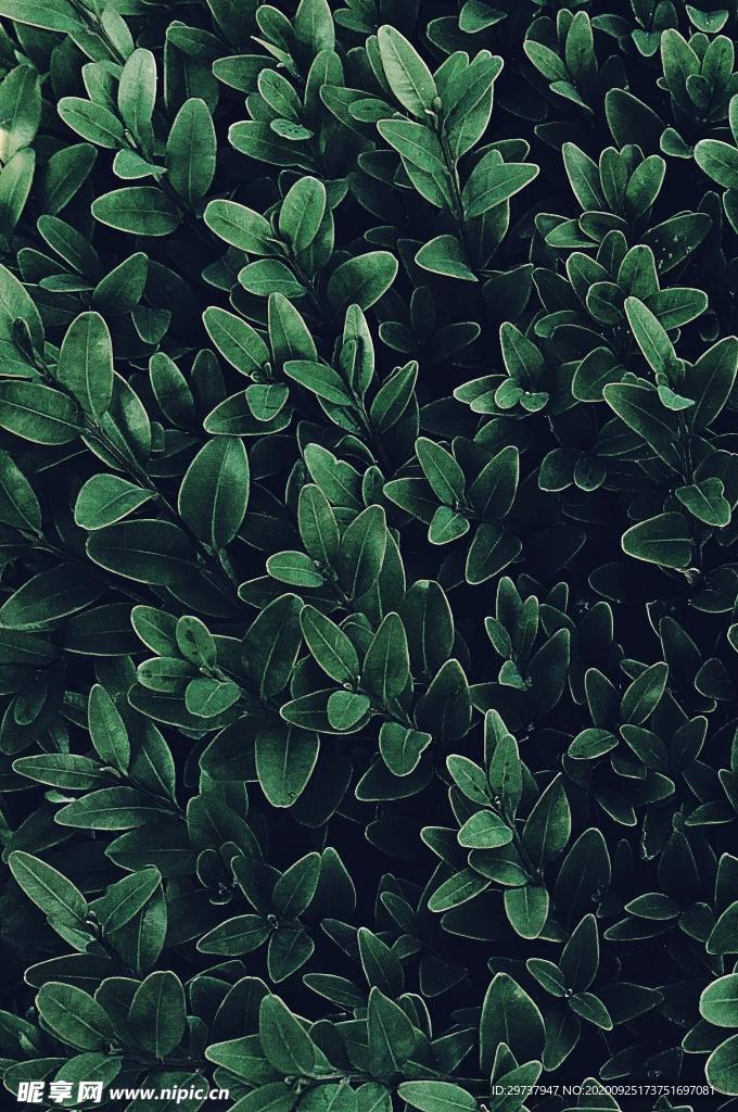 绿色植物